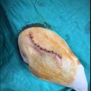 늘푸른동물병원 | 고관절 탈구, 대퇴골두절단술(FHNO) - 전주 중화산동 동물병원 링크늘푸른동물병원