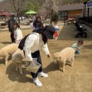 양평목장 | 먹이주기 체험 가능한 힐링 나들이 장소 추천 " 양평 양떼목장 " 방문 후기