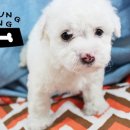 가정견1회분양 이미지