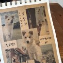 커피앤큐 | 제주 구좌/종달리 애견동반 카페 <제니스앤브루쓰> 커피&요거트볼 내돈내산 후기