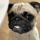 파우더레시피 네이버블로그