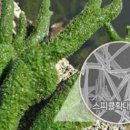 더에이치뷰티(The H Beauty)