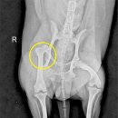 길음동물병원 이미지