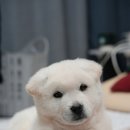 산야원 이미지