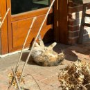 림카페 | [인천 영종도 카페추천] 특별한 공간과 고양이가 있는 스콘맛집 ‘카페 림’상세 후기