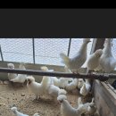 폴리쉬