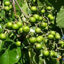 한그루민박 이미지