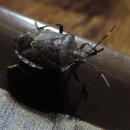 가마솥보리밥 이미지