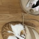 한샘동물병원 이미지