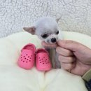 버디독 강아지분양 안심분양센터 시흥점 이미지