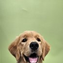 포즈티브 이미지