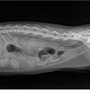 부산동물병원 제넷 이미지