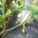 새벌농장 이미지