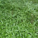 꼴베농장 이미지