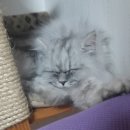 까미헤어 이미지