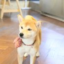 더미쓰리