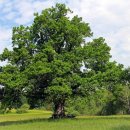 디오크(The oak) 이미지