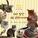 오묘 고양이카페호텔미용 | 대구 남구 “오묘고양이카페호텔미용” 미용•호텔까지 가능 | 개냥이가 많은 고양이카페 🐱💛