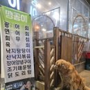 신데렐라 | 영도 대교동 로컬 술집 이자카야 '맹꽁이' 재방문 후기! 귀여운 리트리버를 만날 수 있어요