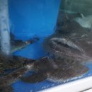 복미아구찜 이미지