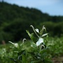 (주)삼엽 이미지