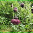 약초약국 이미지