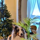 (주)레시펫 이미지