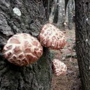 조준농장 이미지