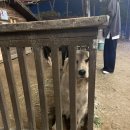 돼지문화원 카라반 이미지