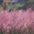 핑크파크 이미지