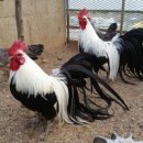 부천농장 이미지