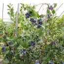 블루베리 묘목 이미지