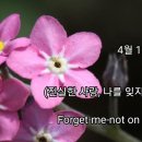 물망초