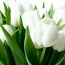 아이디어플라워 이미지