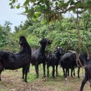 약산 흑염소 이미지