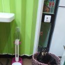 푸른펫살롱 이미지