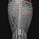 24시잠실ON동물의료센터 이미지