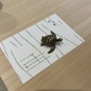 모리노카메