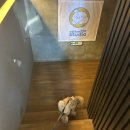 코튼볼스튜디오