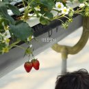 태오농장 | 대전 근교 아이랑 | 또로롱딸기 딸기체험 재방문 후기