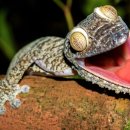 My pet recipe 이미지