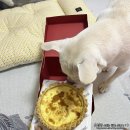 댕댕보스 이미지