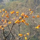 주식회사 솔숲 이미지