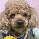 래플즈동물병원 | [수도권/구리시] 노령견 만세, 항문종양제거수술 래플즈동물병원 수술후기