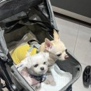 현대애견 이미지