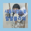 프리저브드 플라워 | 시들지않는꽃 보랏빛 설렘, 팔팔플라워 프리저브드 스타티스 후기