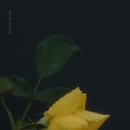 장미화원 이미지