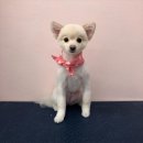 THE반하개 이미지