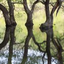 버드나무 이미지