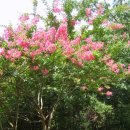 크린데이 이미지